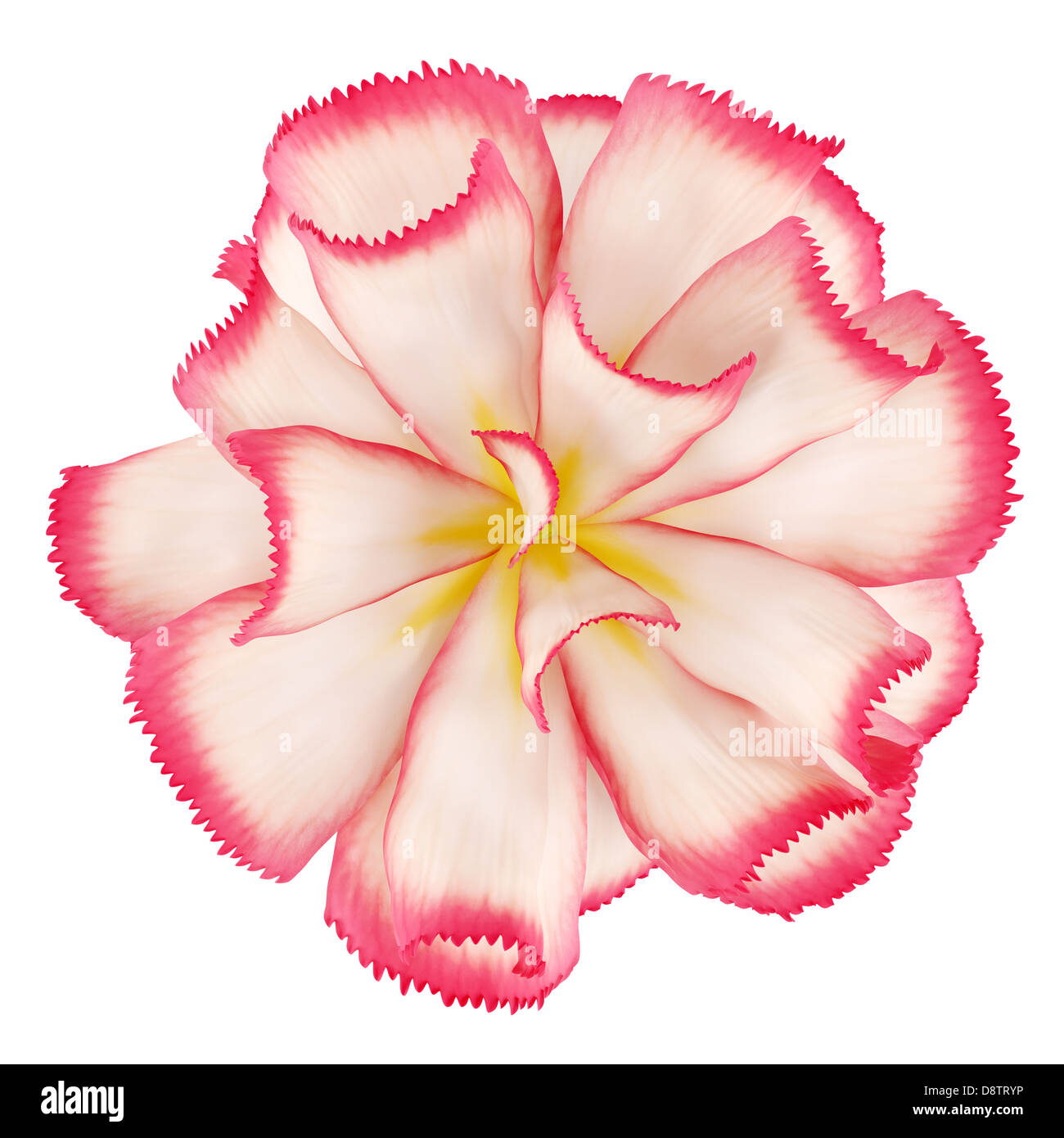 top view of pink flower isolated on white Stock Photo