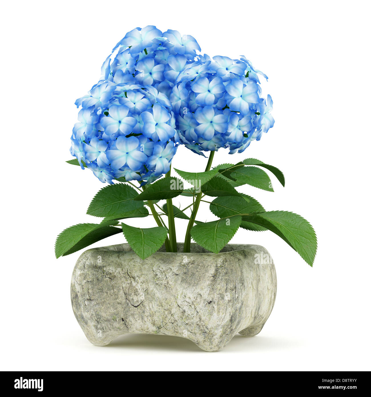 blue flower in stone pot isolated on white Stock Photo