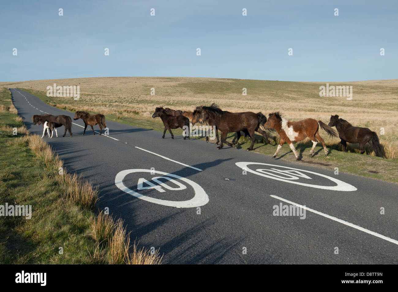 Dartmoor horses crossing the road in front of 40mph road signs. Dartmoor national park, Devon, England Stock Photo