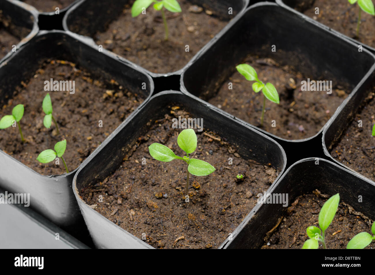 aubergine seedlings Stock Photo