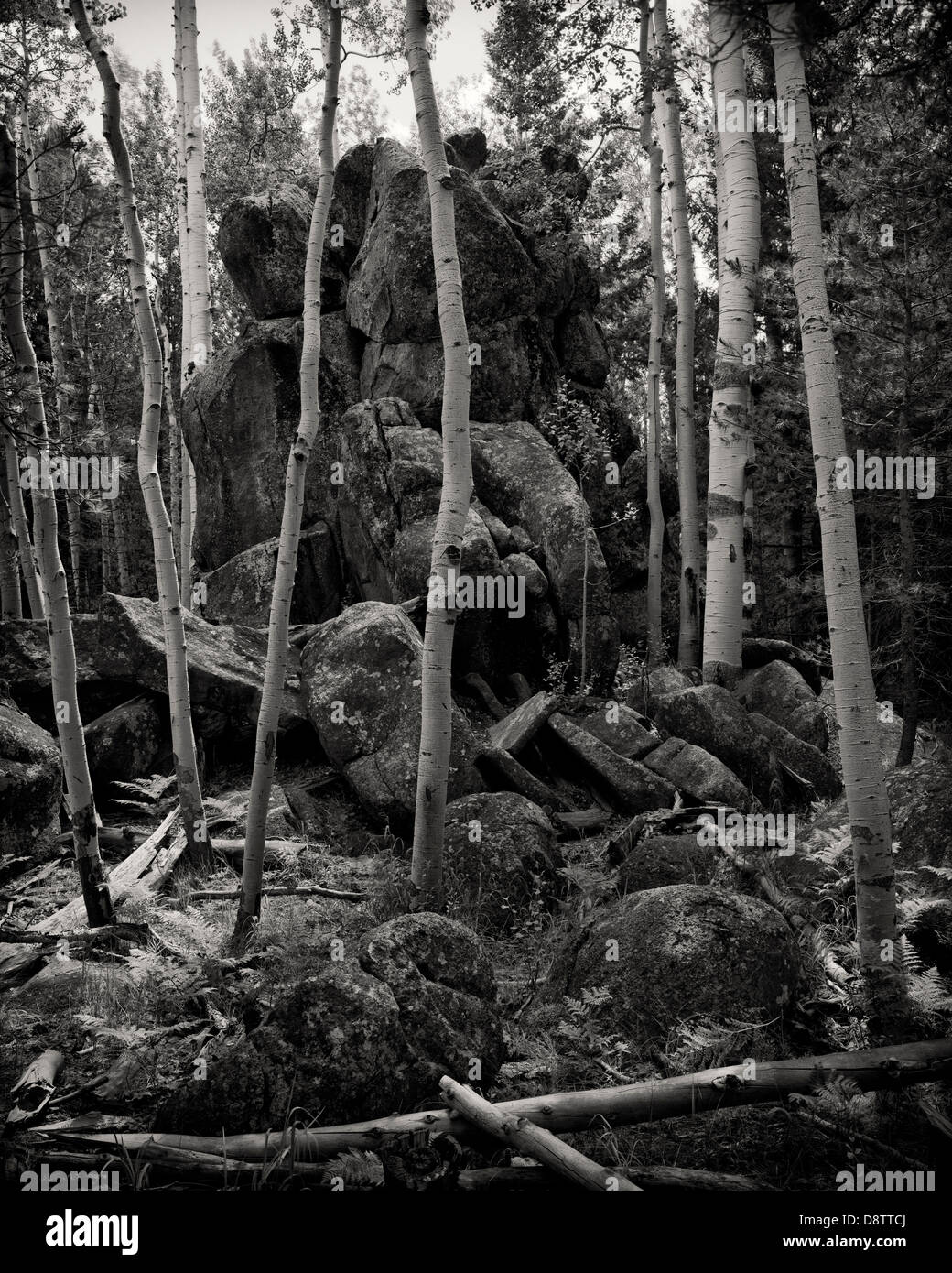 Aspen trees grow around and out of a basaltic rock extrusion in the