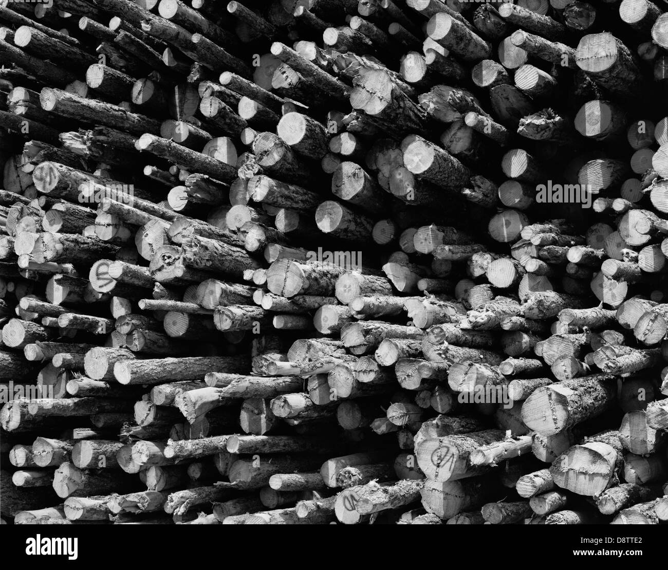 Lumber processing Black and White Stock Photos & Images Alamy