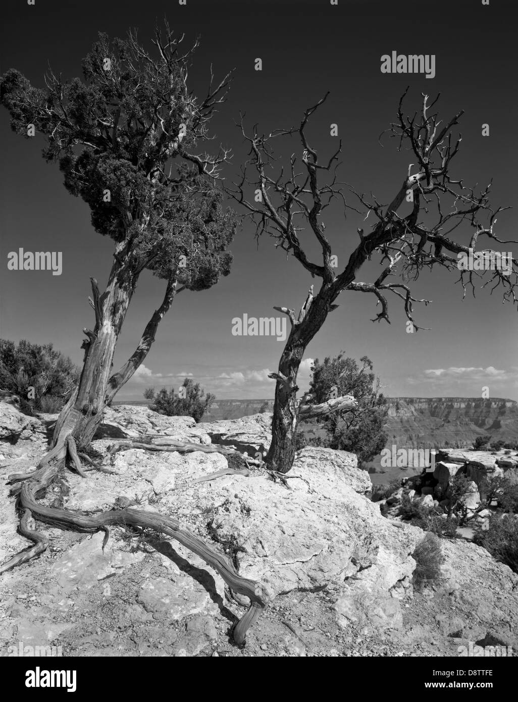Two trees cling to the edge of the canyon at Moran Point at Grand Canyon National Park, Arizona. Stock Photo