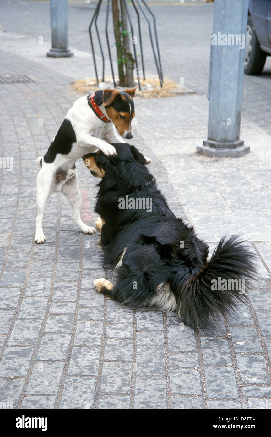 two dogs mating in street (Ireland Stock Photo Alamy
