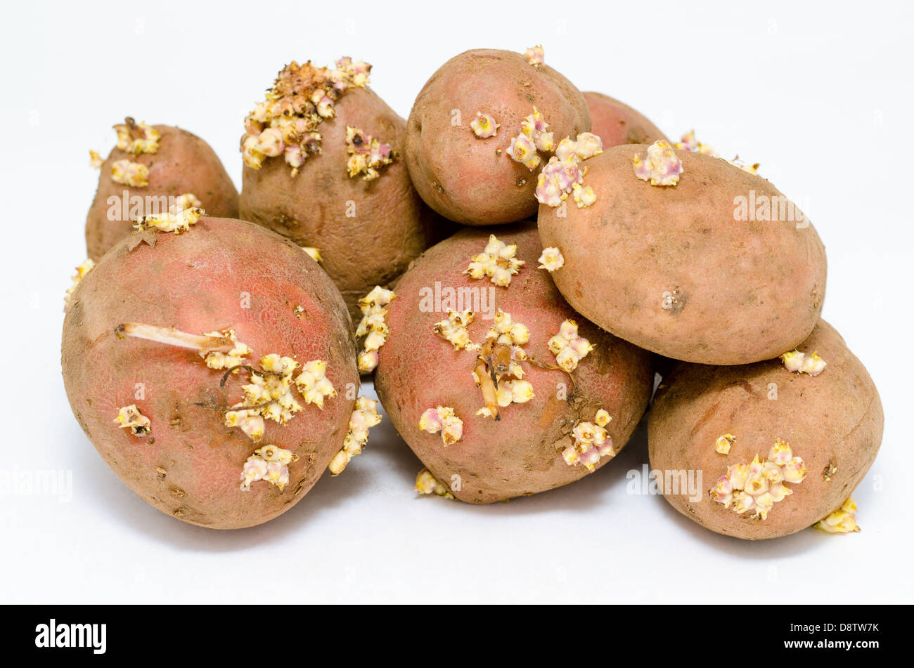 germinating potatoes Stock Photo