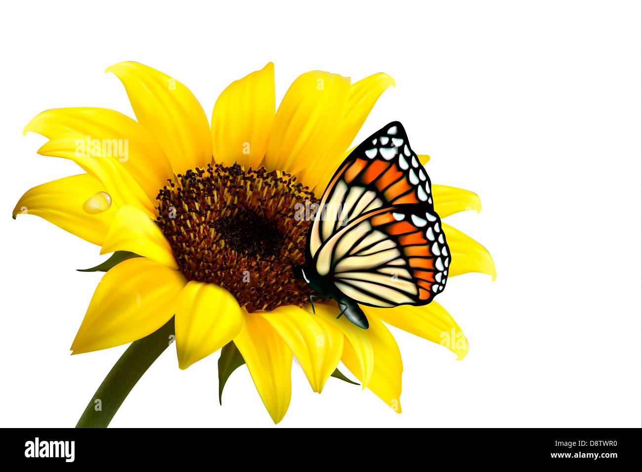 Nature Summer Sunflower With Butterfly. Vector Illustration Stock Photo ...