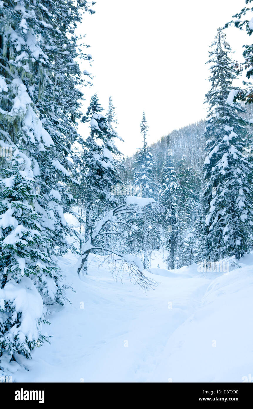 Siberia winter forest hi-res stock photography and images - Alamy