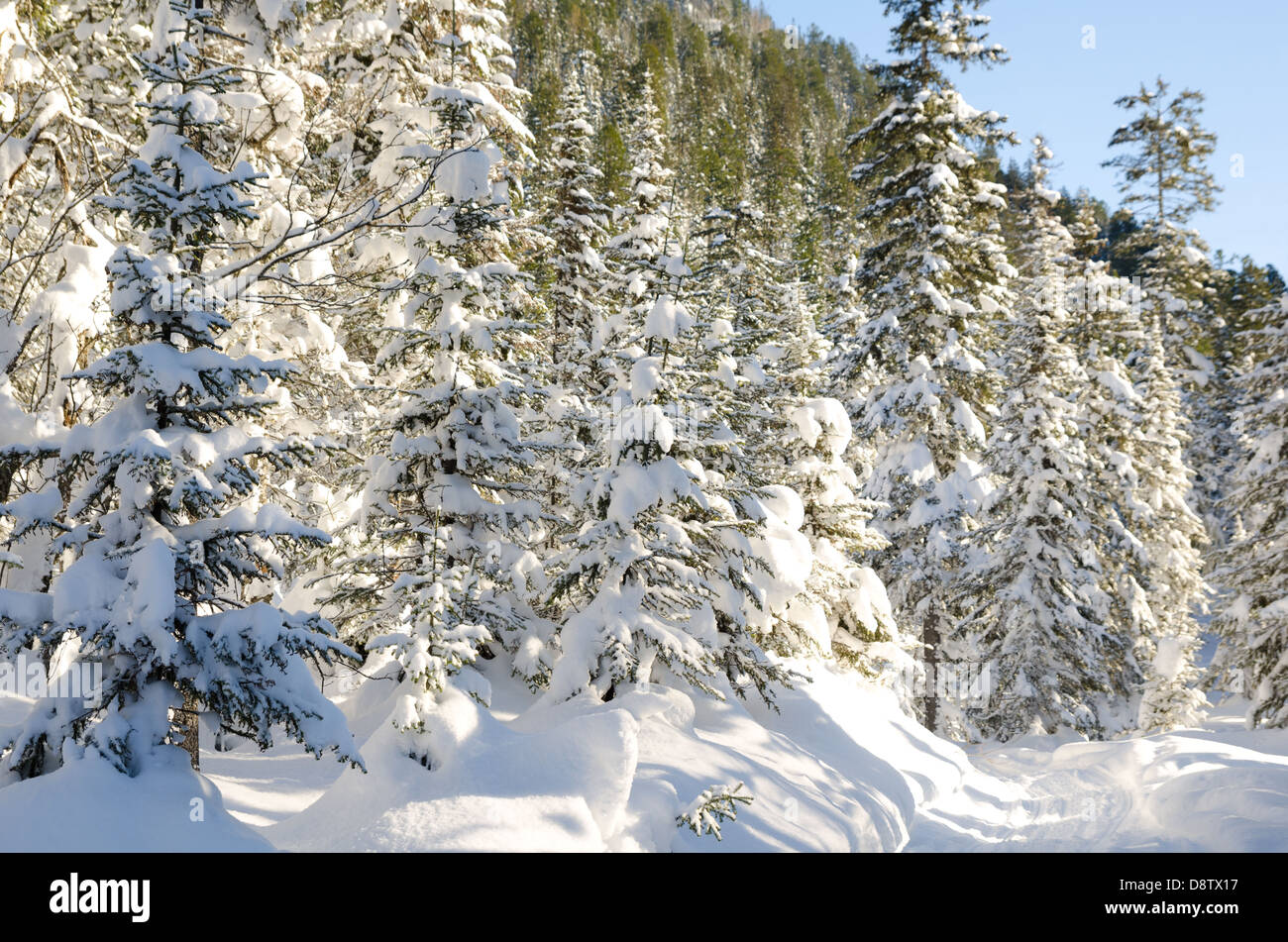 Siberia winter forest hi-res stock photography and images - Alamy