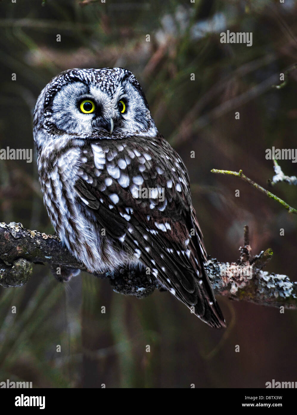 Boreal Owl, Aegolius funereus, looking back. Stock Photo