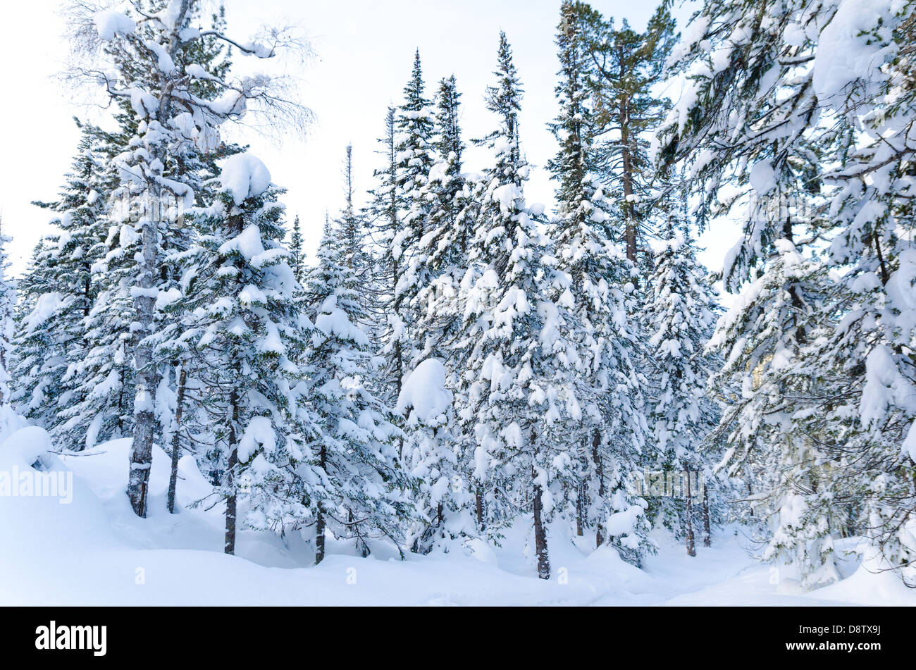 Siberia winter forest hi-res stock photography and images - Alamy