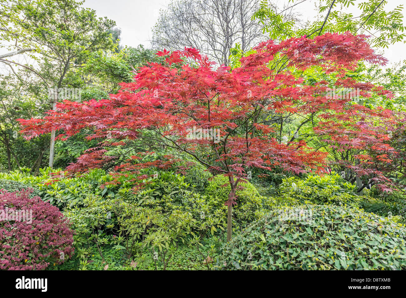 Red-leafed bonsai tree of people's park in people's square Shanghai in republic popular of China Stock Photo