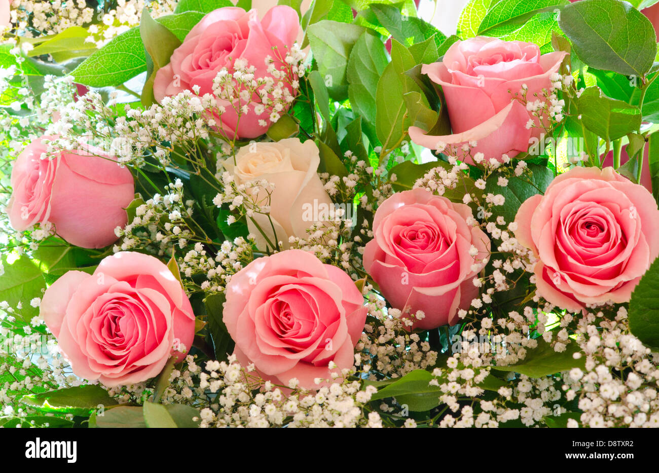 bouquet of pink roses Stock Photo Alamy