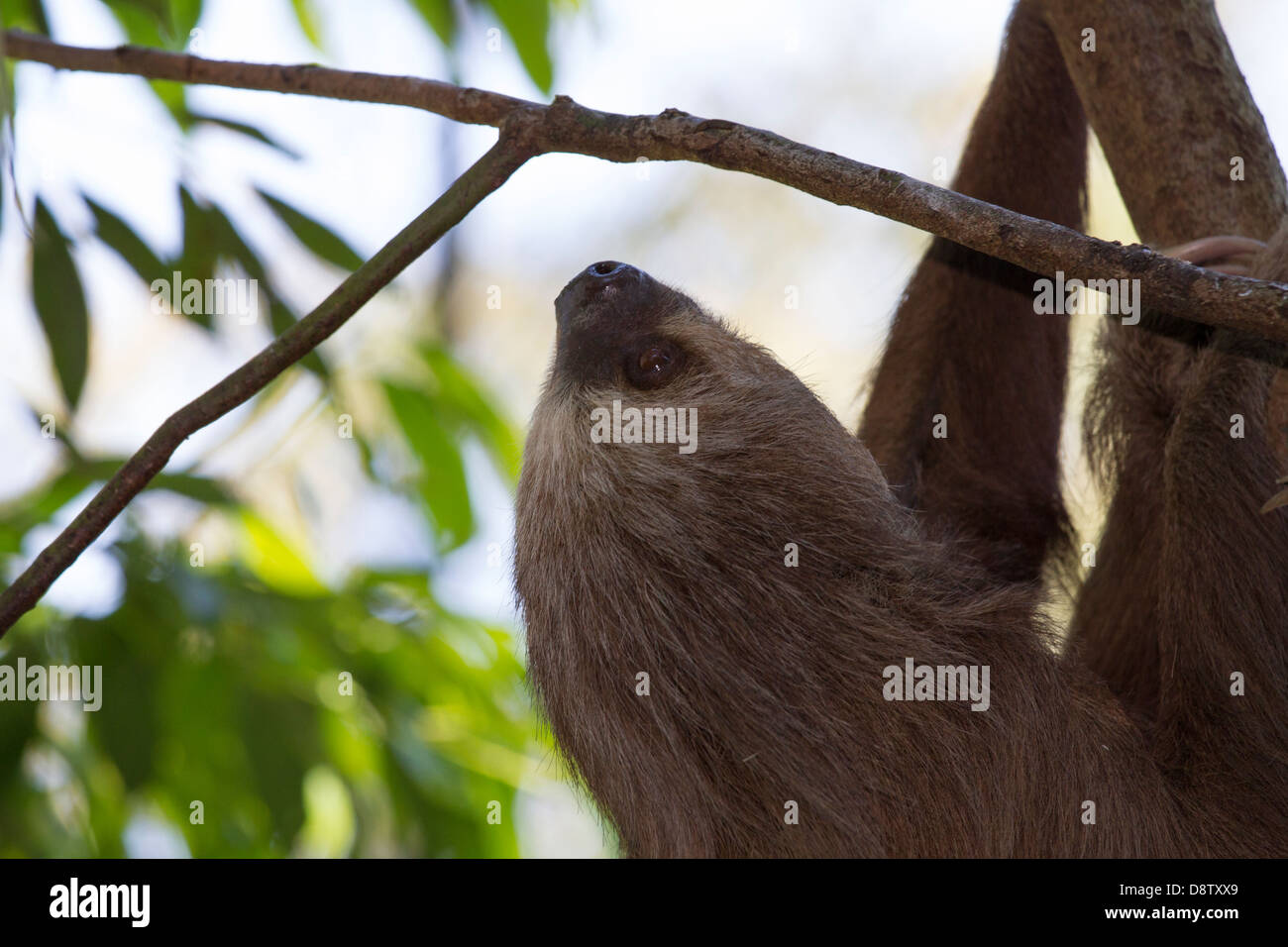 Brown-throated three-toed sloth, Bradypus variegatus, Cali Zoo, Cali, Colombia Stock Photo