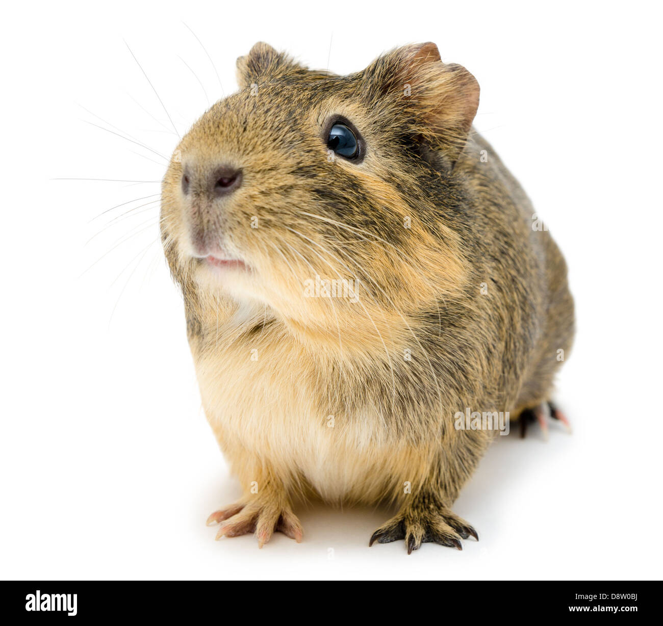 cavy, Guinea pig Stock Photo Alamy