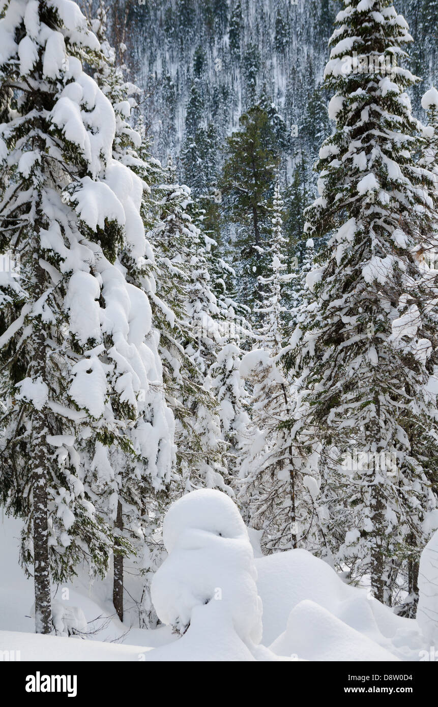 Siberia winter forest hi-res stock photography and images - Alamy
