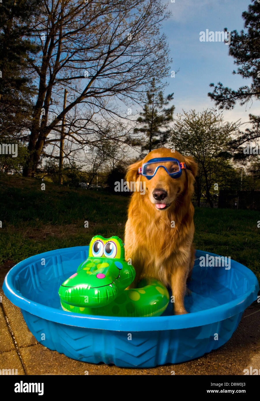 A golden retriever in a pool with a swim mask and a floating toy at sunset (Canis lupus familiaris) Stock Photo