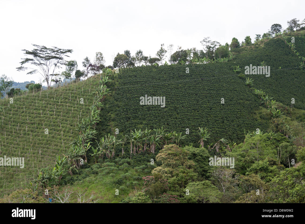 Coffee plantations, near Salento, Cocora Valley, Colombia Stock Photo