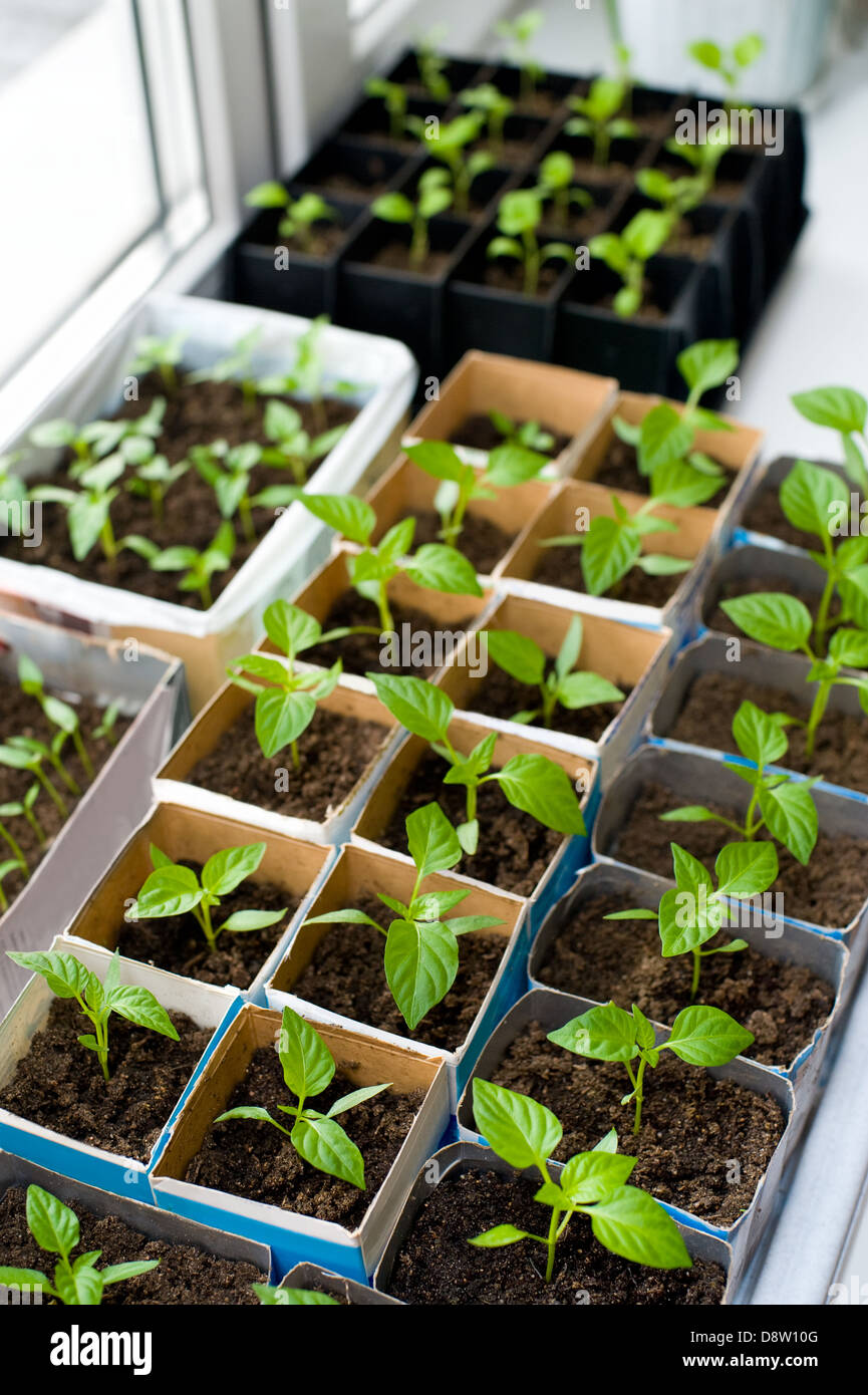 bell pepper seedlings Stock Photo