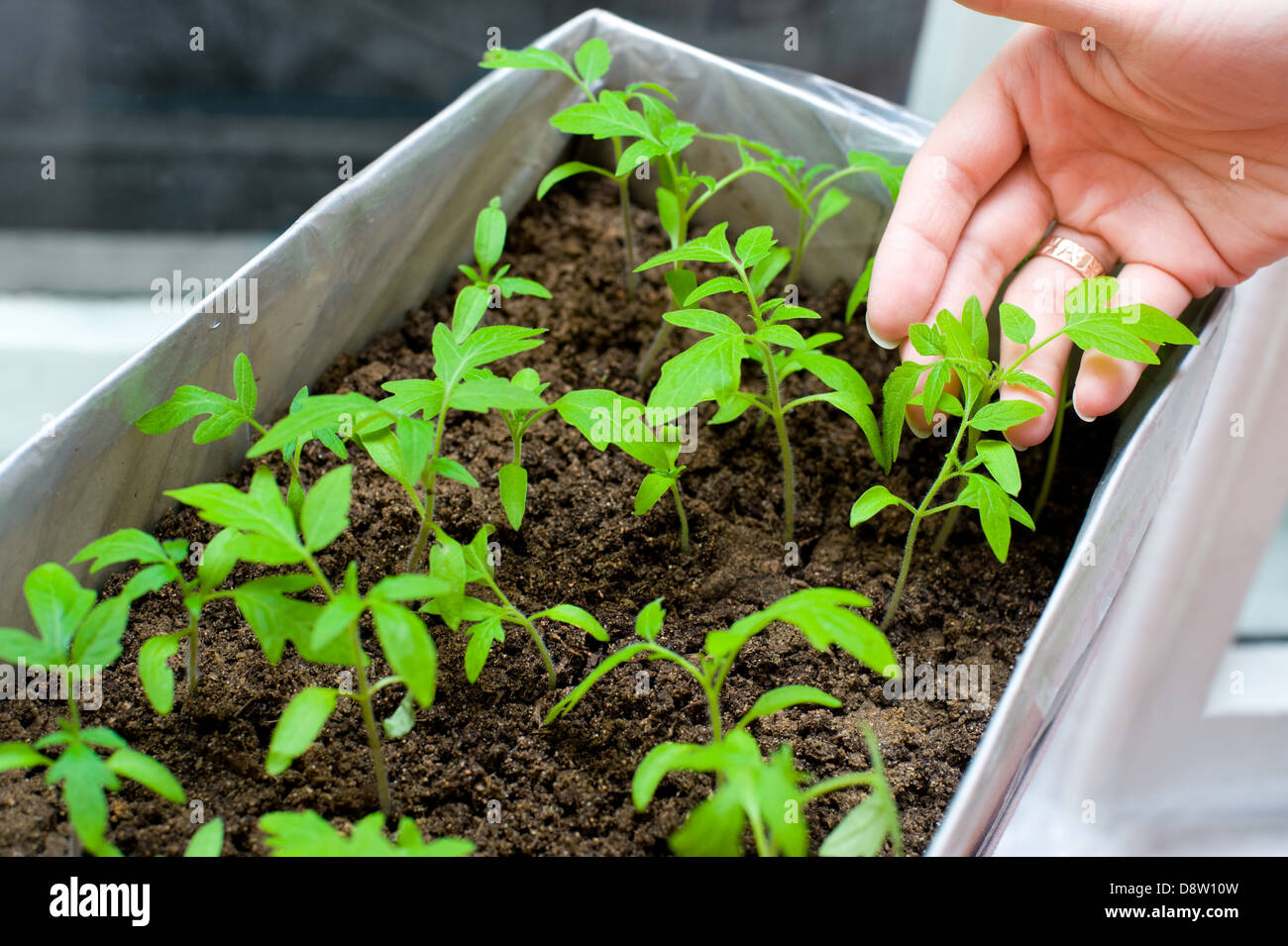 посадка семян на рассаду. сажаем рассаду. томаты посадка на рассаду. посев помидор на рассаду. рассада помидор всходы.