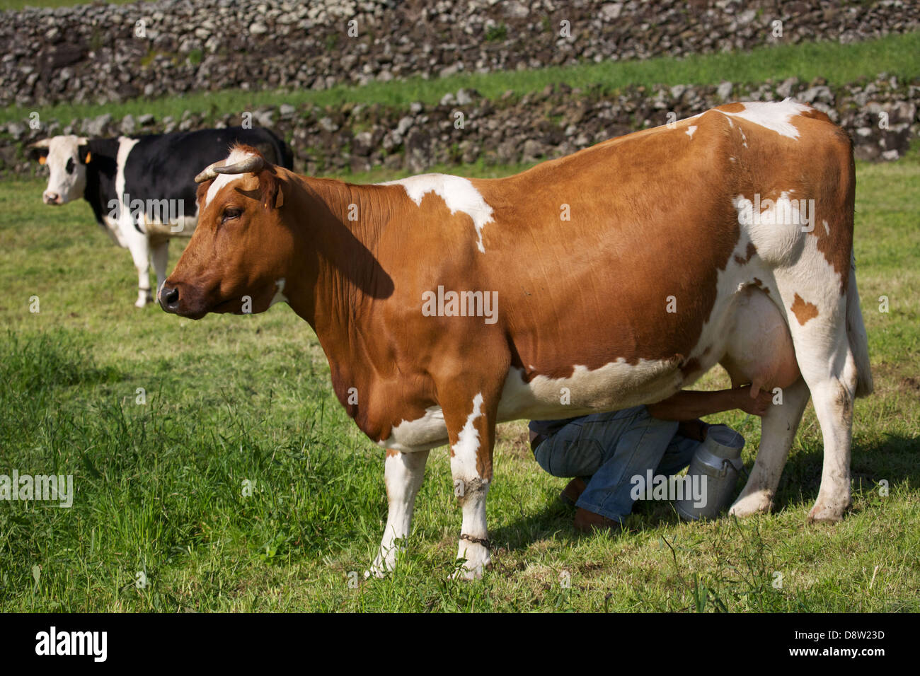 Men Milking Men Men Milking Men