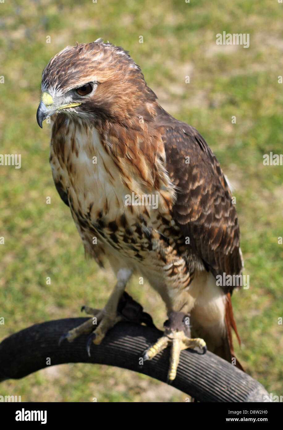 Portrit of hawk bird with green nature background. Stock Photo