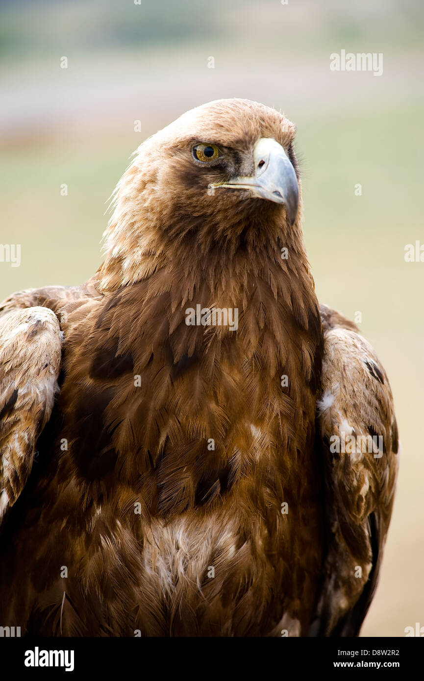 Golden eagles portrait Stock Photo