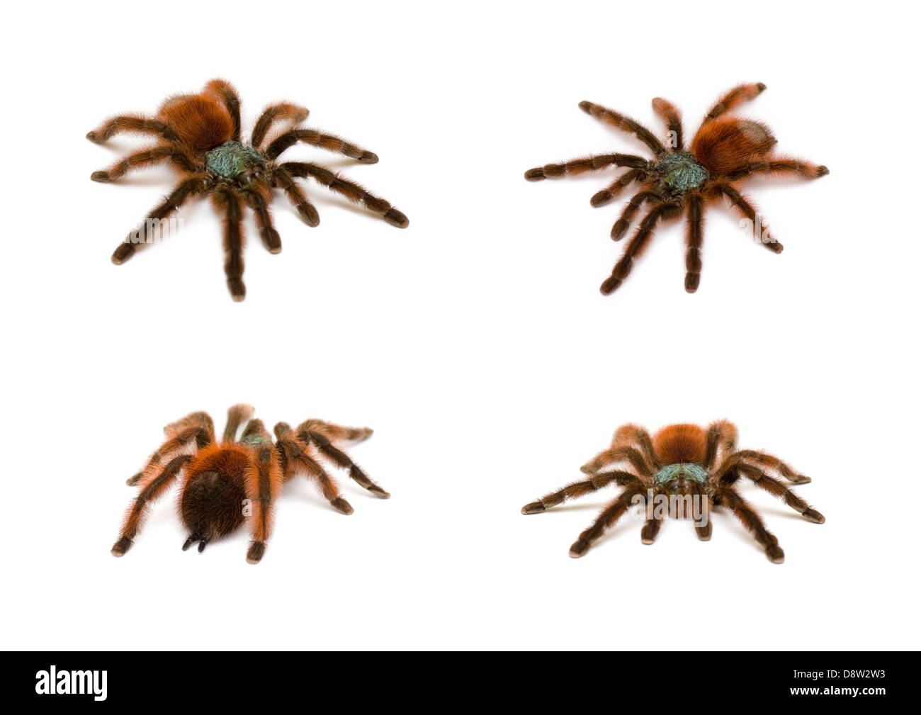 Avicularia versicolor. Bird spider Stock Photo