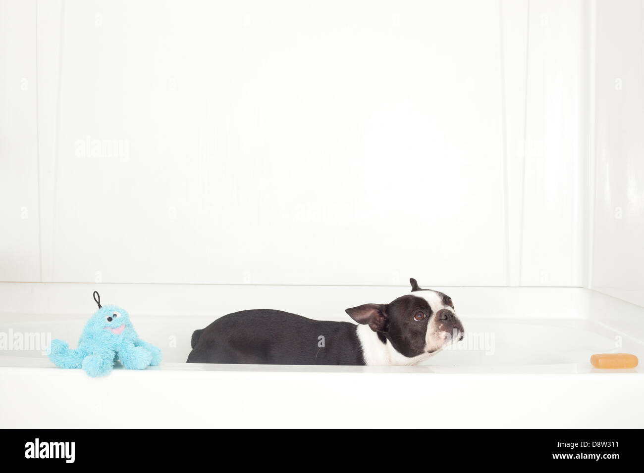 A boston terrier has a bath Stock Photo Alamy