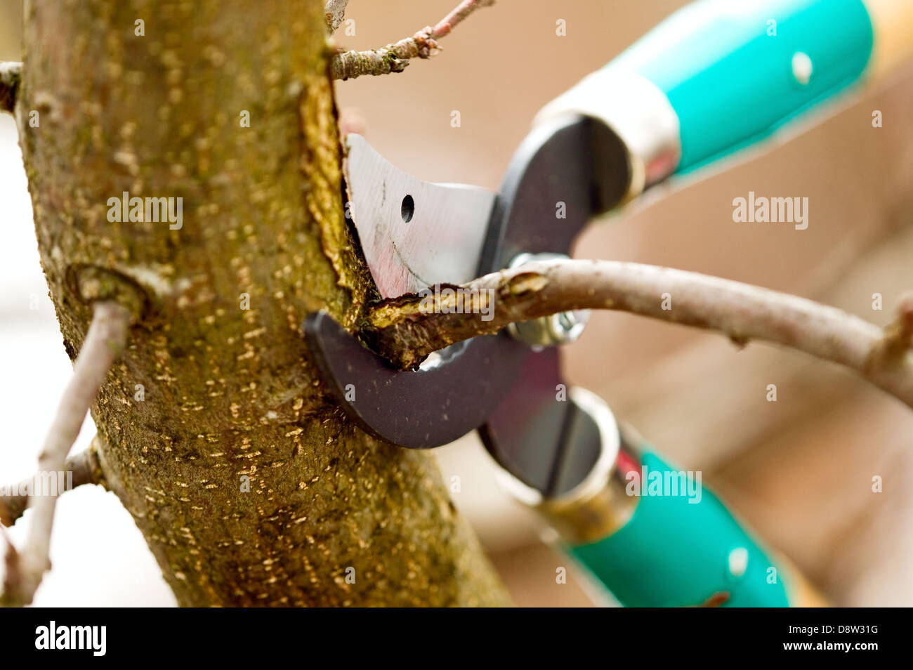 Scissors is cutting branches from tree, trimming Stock Photo Alamy
