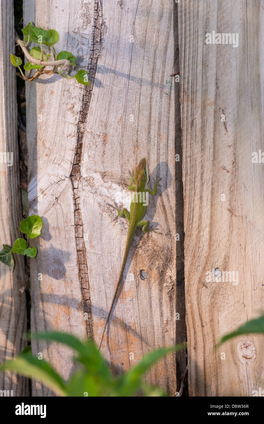 Lizard climbing fence in Central Texas Stock Photo