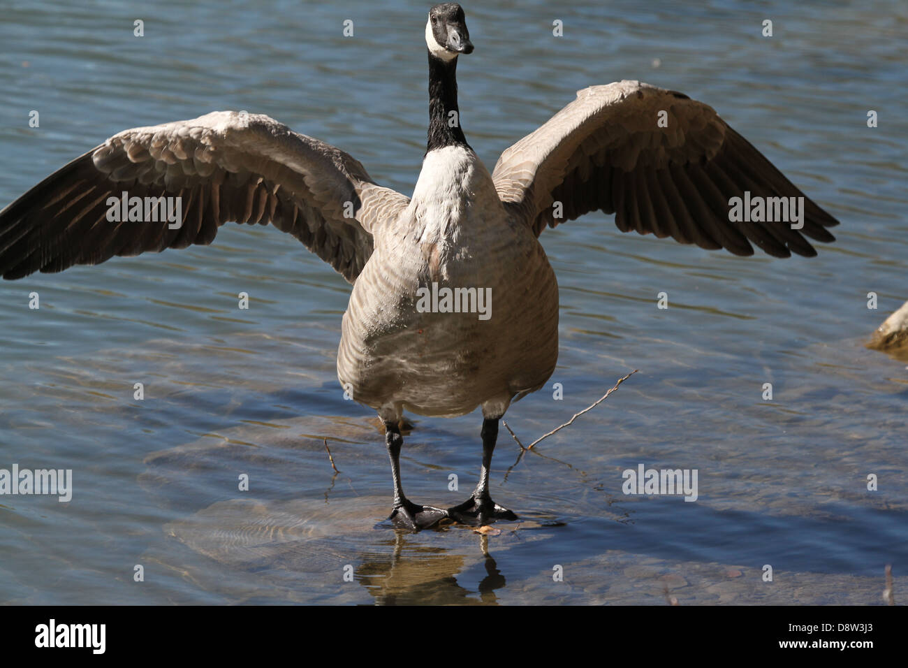 Canada goose qualität hamburg hot sale