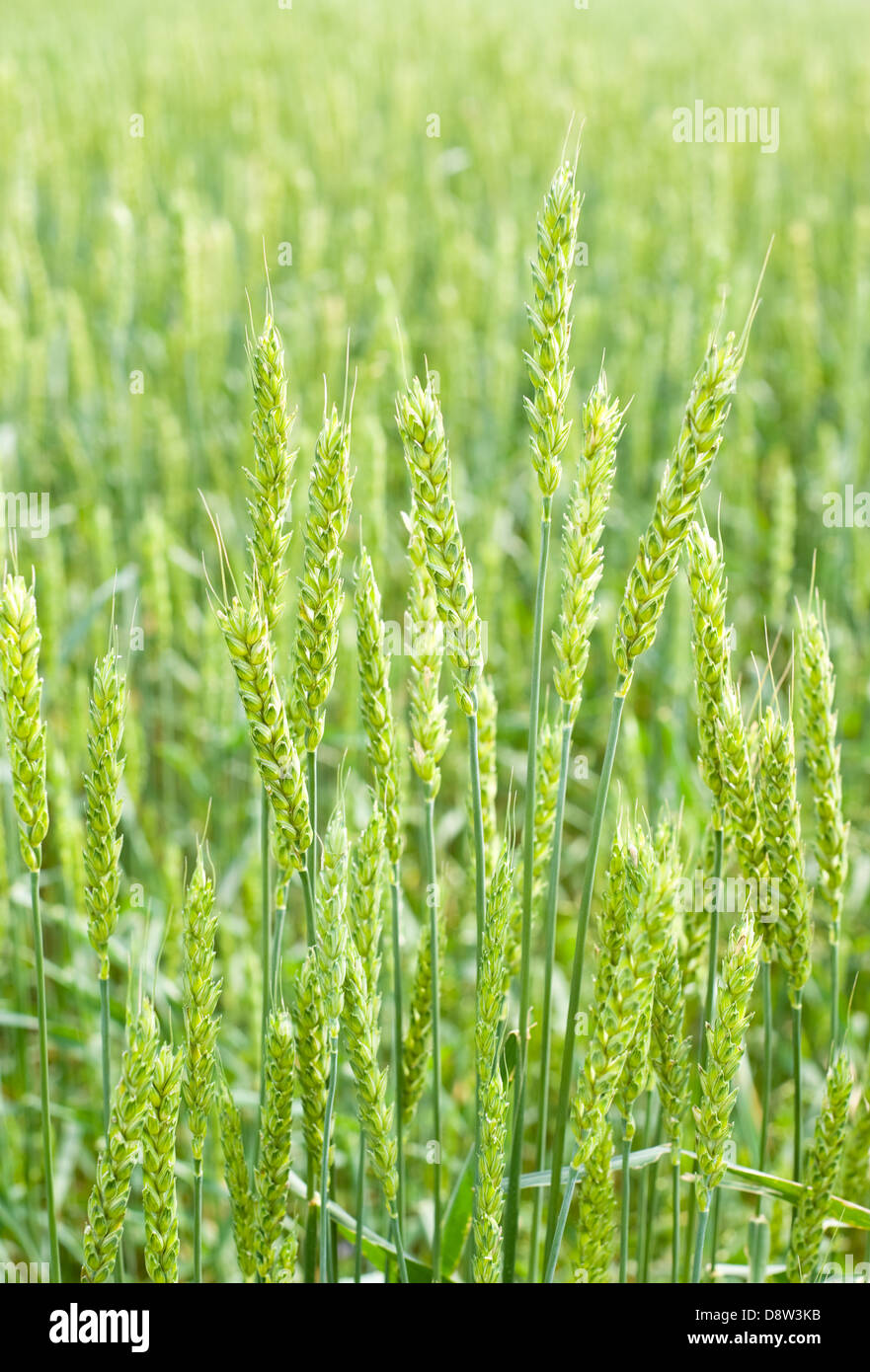 ears of green wheat in the field Stock Photo
