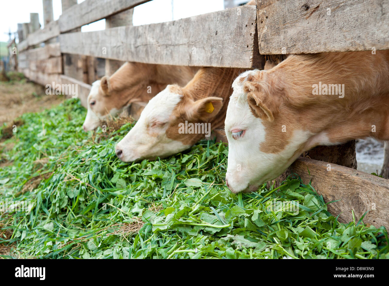 calves eat grass Stock Photo Alamy