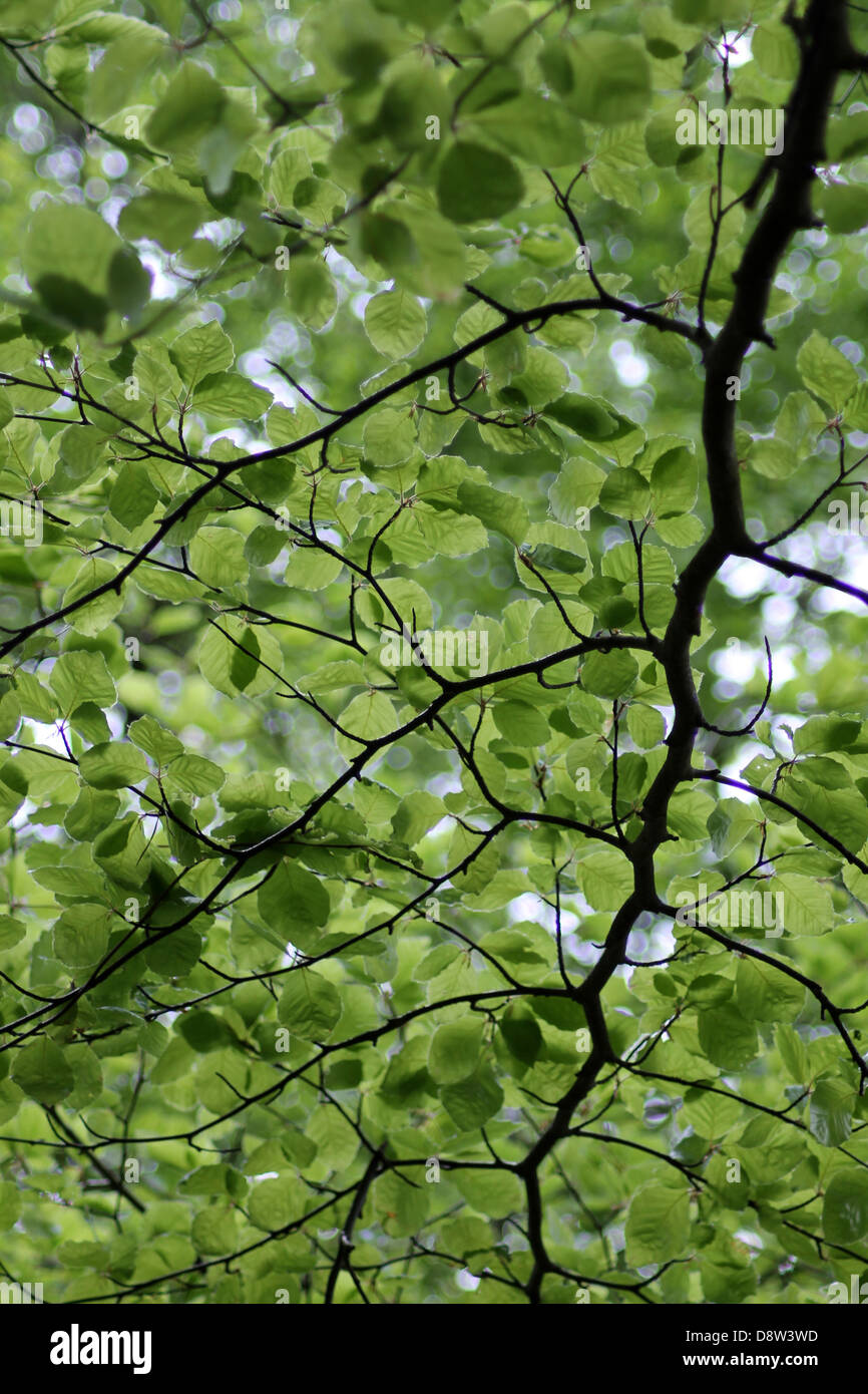 Abstract leafy green background with bokeh effect. Stock Photo