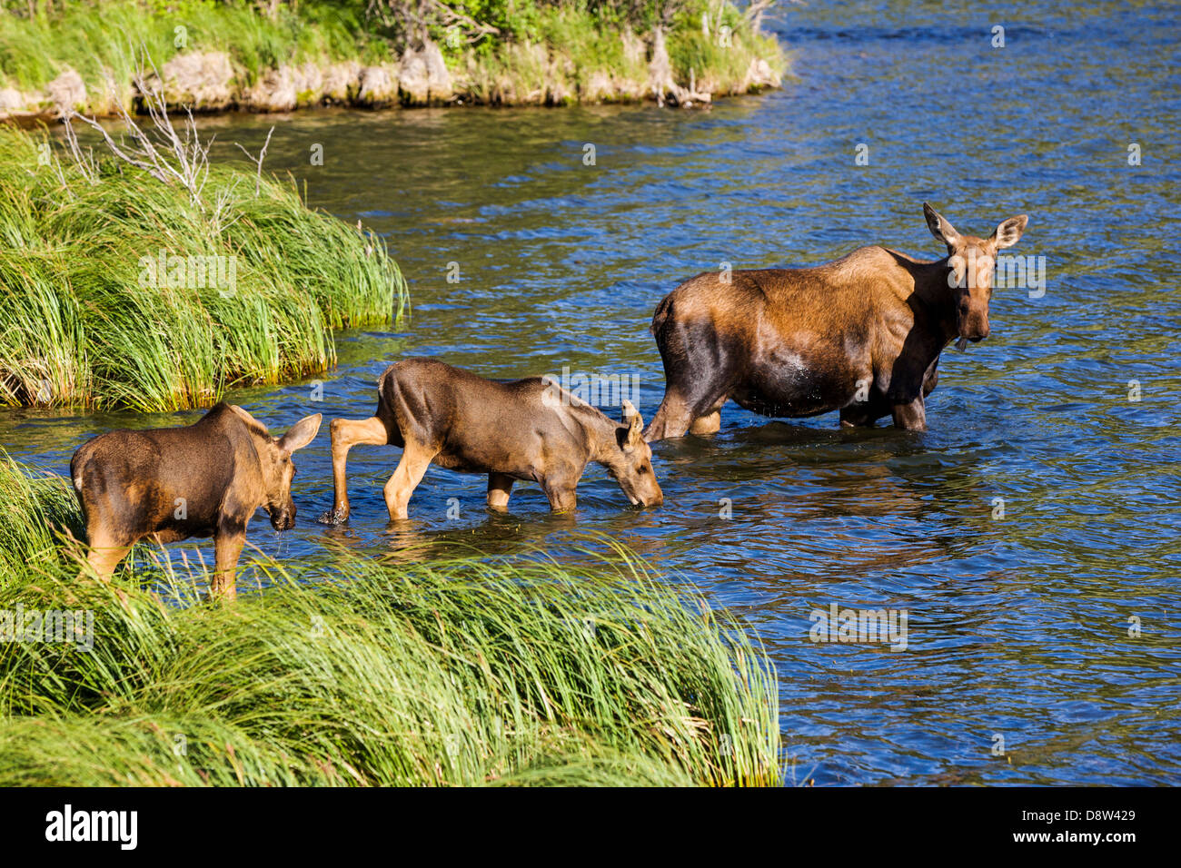 Female Moose and two calves swimming in the Town Lake, Chitina, Alaska, USA Stock Photo