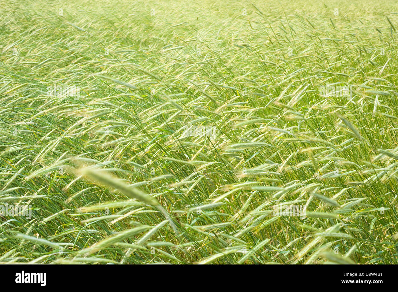 Rye cultivation hi-res stock photography and images - Alamy