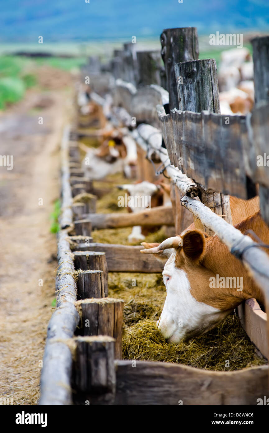 cows eating hay from feeding rack Stock Photo Alamy