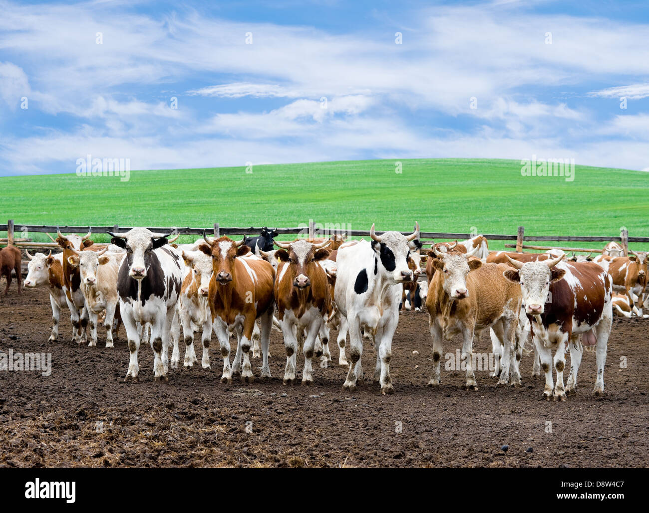 herd of beef cattle at farm Stock Photo