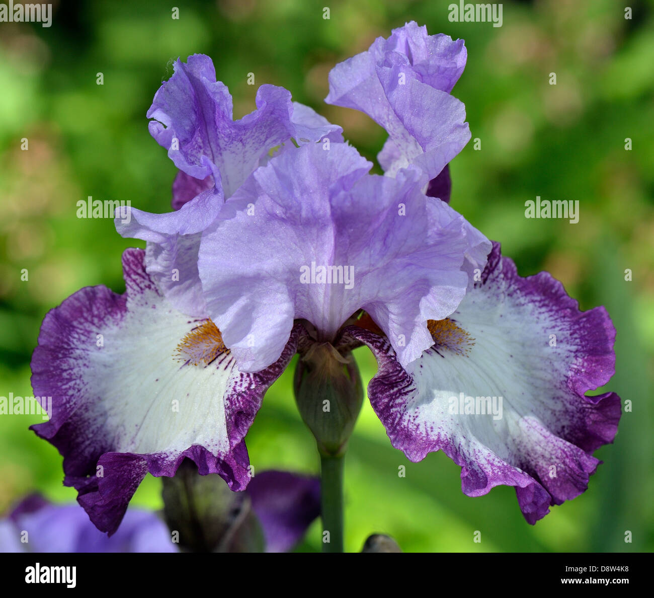 Violet purple and white iris flower Stock Photo Alamy