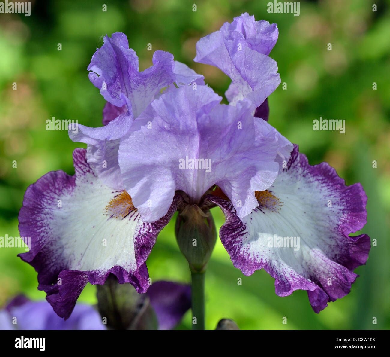 Violet purple and white iris flower Stock Photo