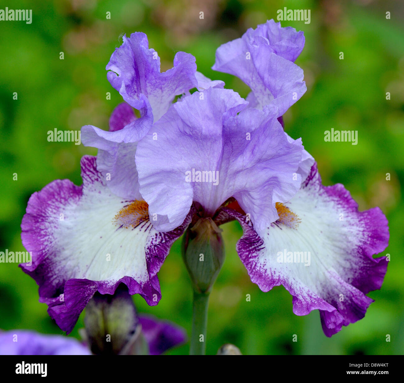 Violet purple and white iris flower Stock Photo