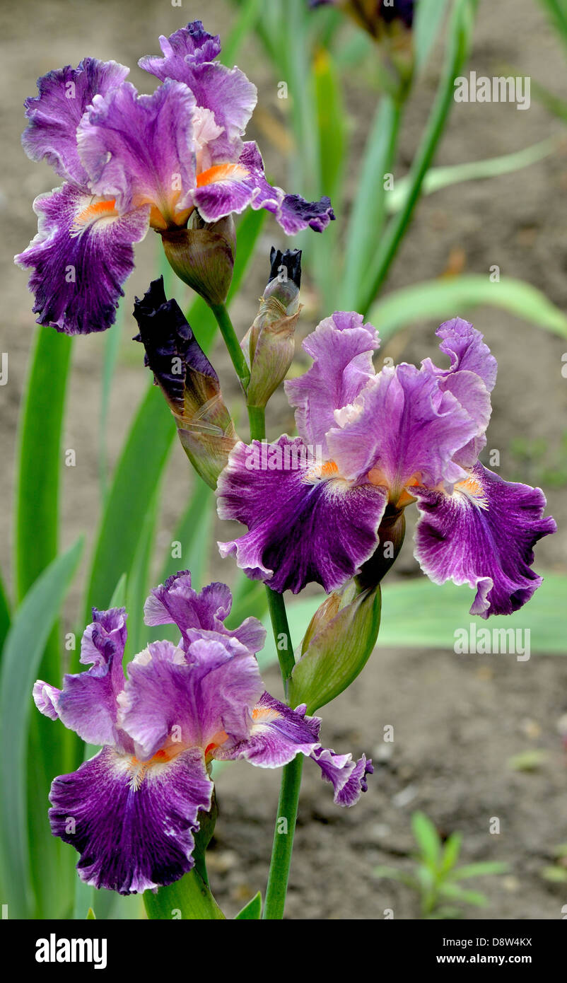 Light and dark purple iris flowers Stock Photo