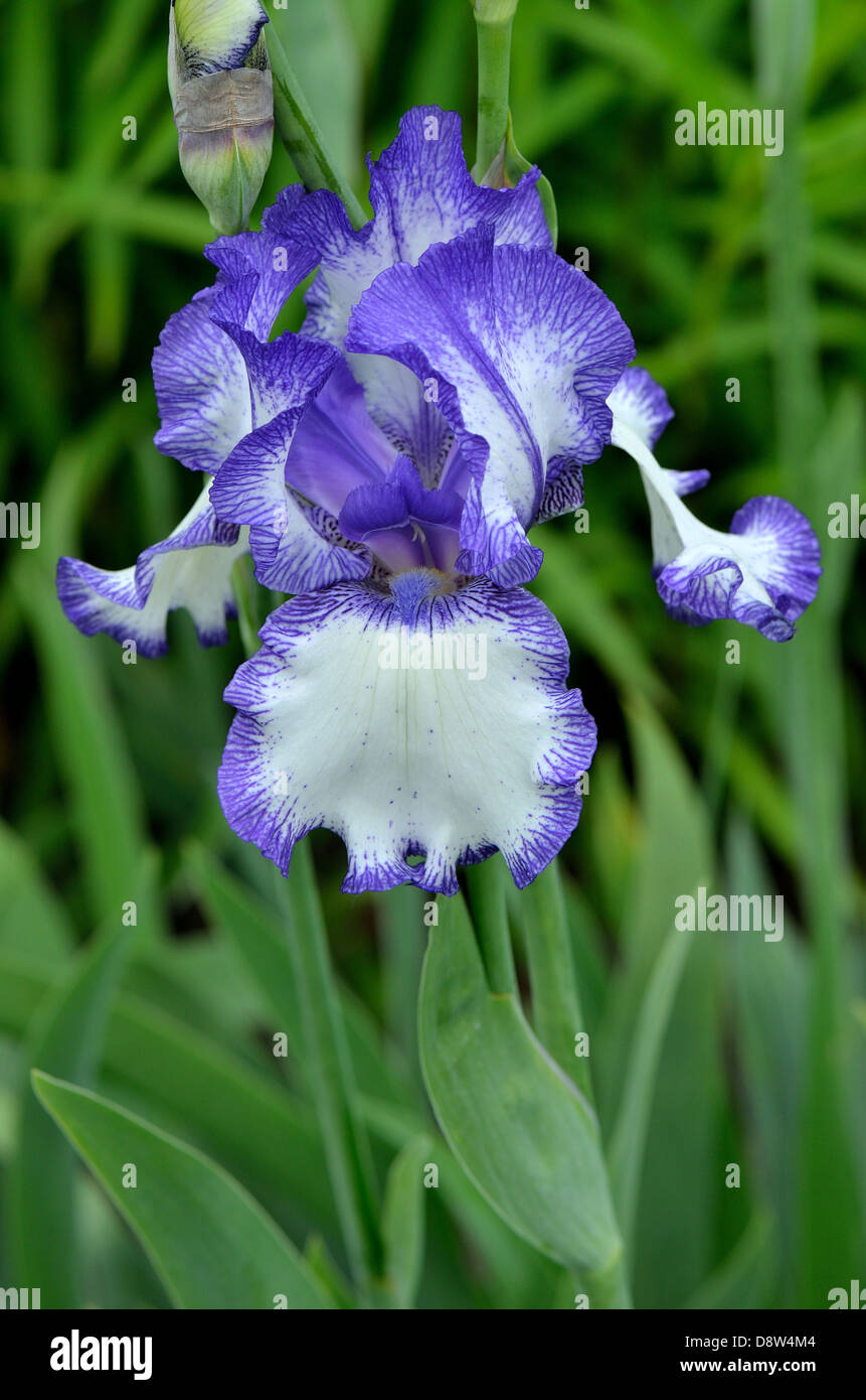 Violet and white iris flower Stock Photo
