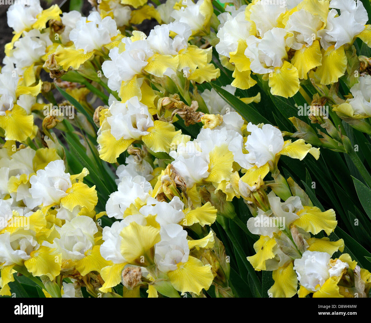 Yellow and white iris flowers Stock Photo Alamy