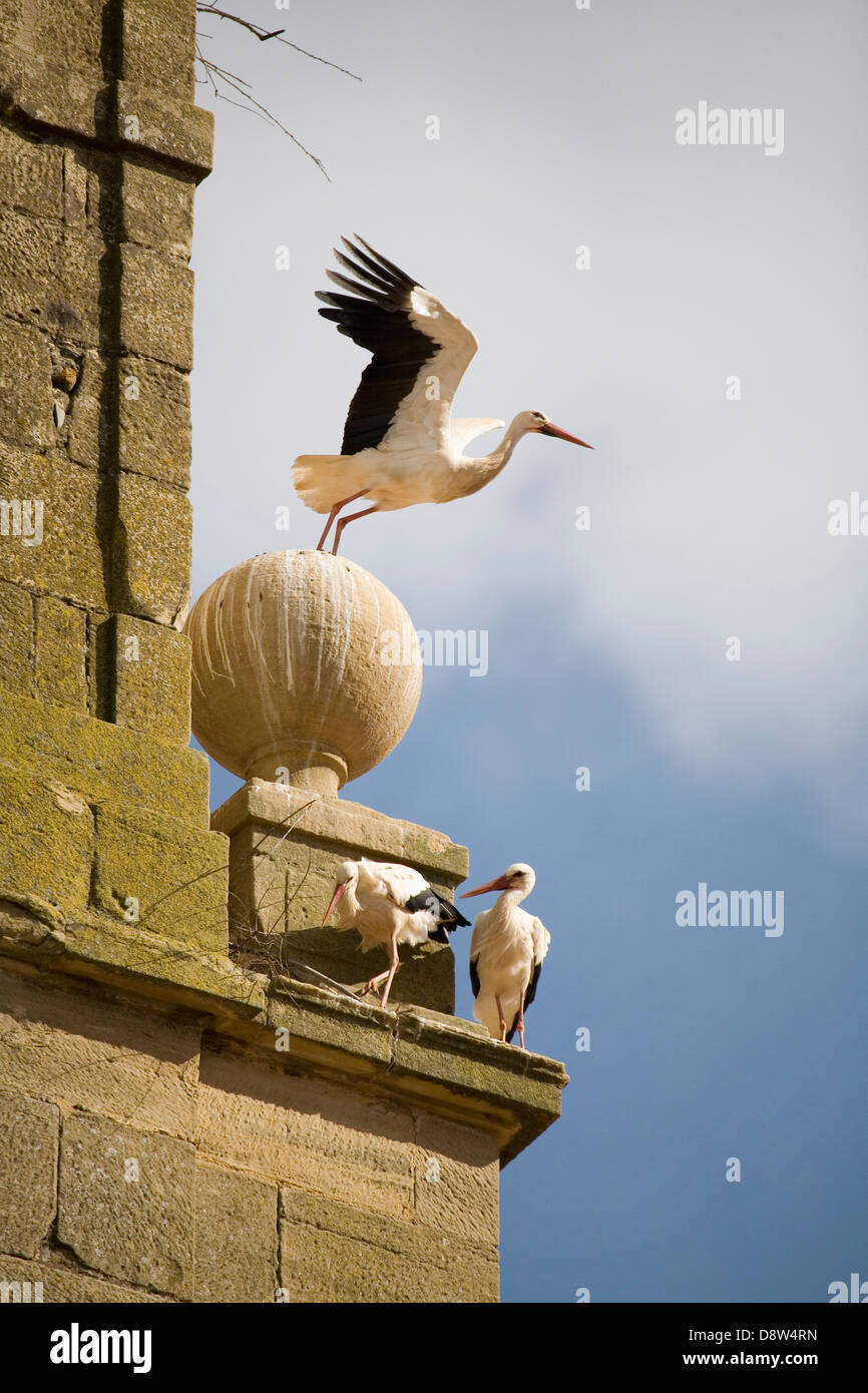 Three European White Stork (Ciconia ciconia) on a convent bell tower, with one just taking off, Spain Stock Photo