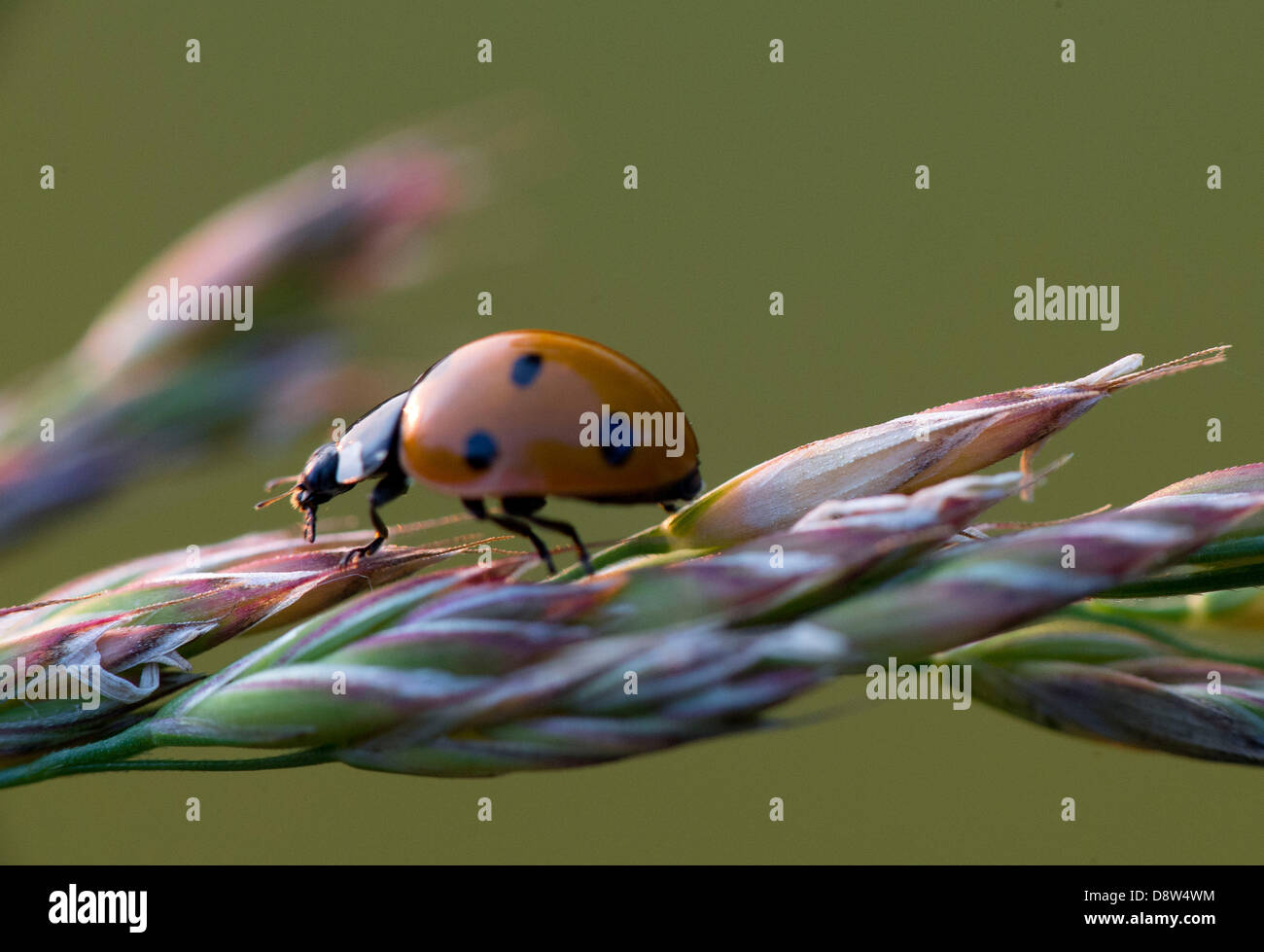 June 4, 2013 - Roseburg, Oregon, U.S - A ladybug beetle climbs on tall ...