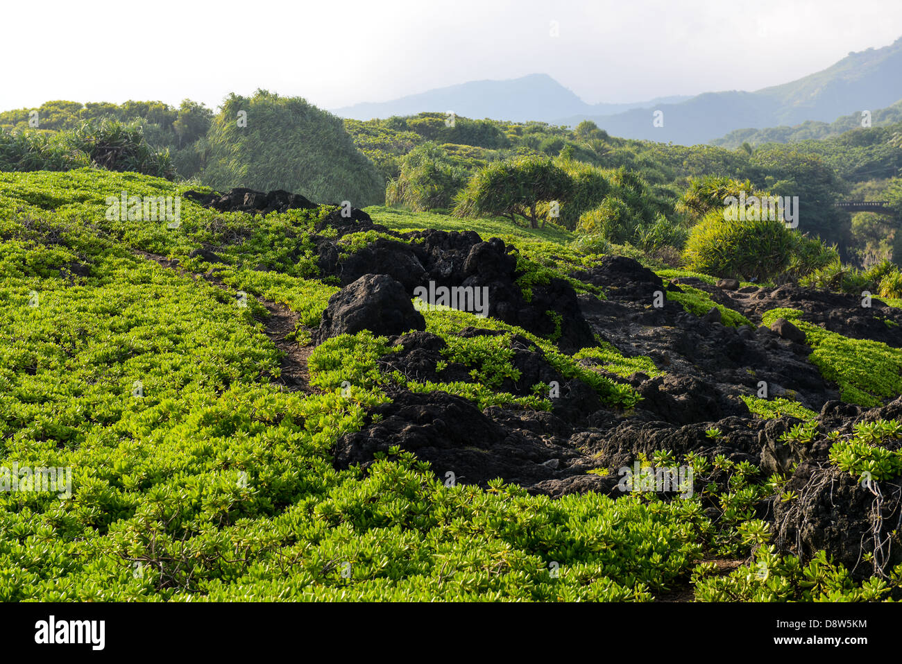 Hiking Trail in Maui Hawaii Stock Photo - Alamy