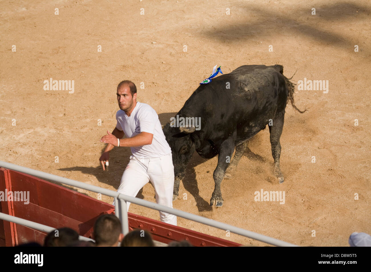 A man about to leap a fence while being chased by a charging bull in a bullfight in Arles, France Stock Photo