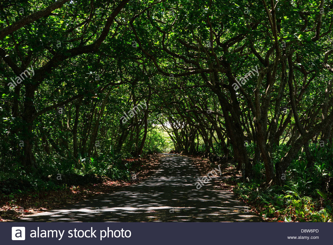 Hawaii Island Canopy Stock Photos & Hawaii Island Canopy Stock Images