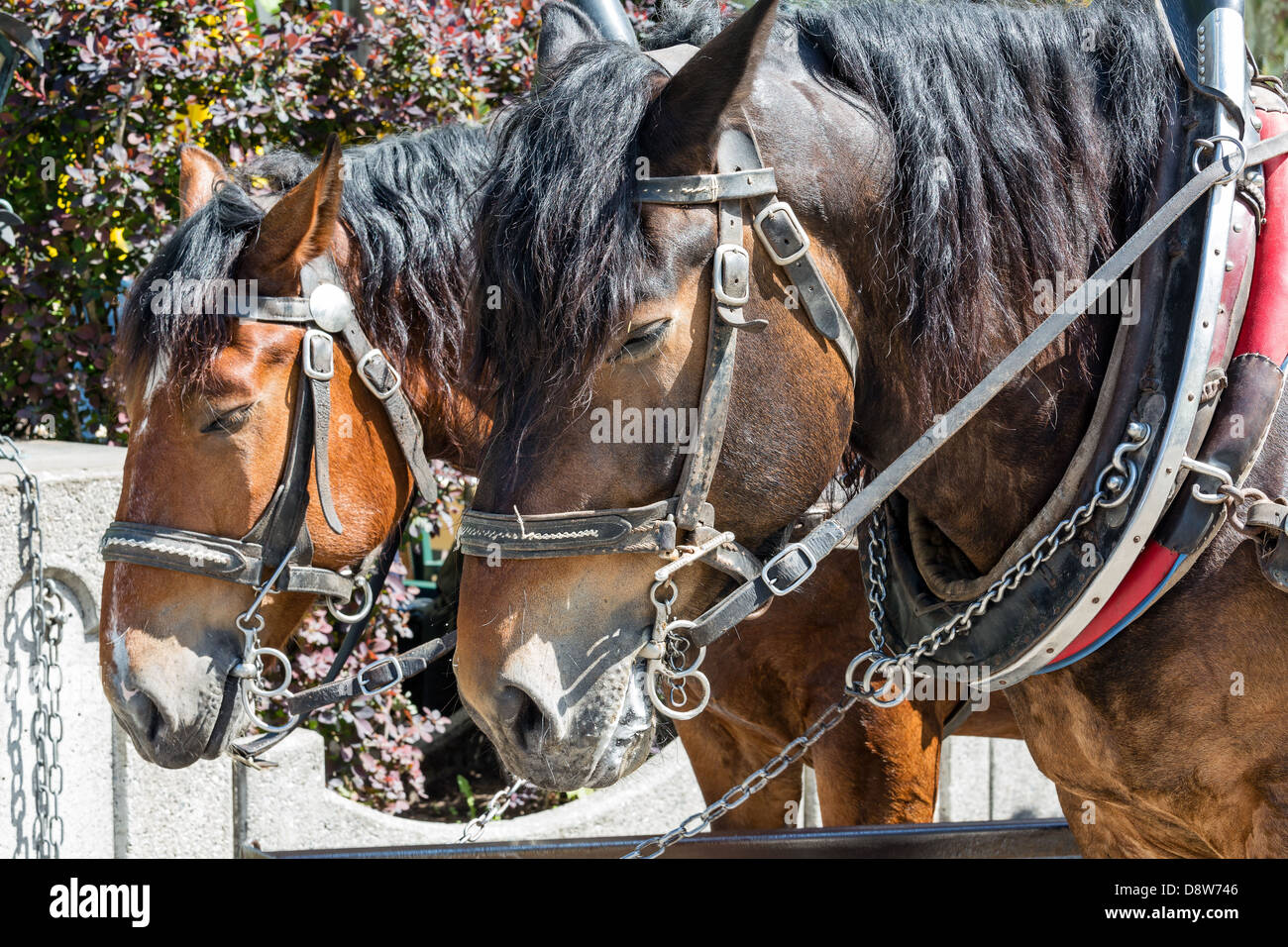 Harness horse hi-res stock photography and images - Alamy